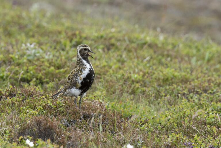 Lóa - nýsköpunarstyrkir fyrir landsbyggðina
