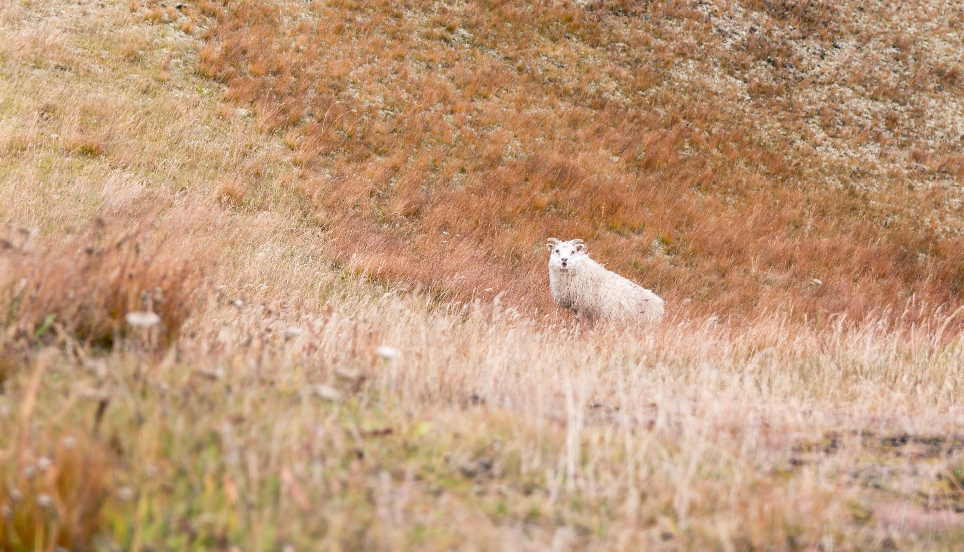 Réttir í Snæfellsbæ haustið 2019
