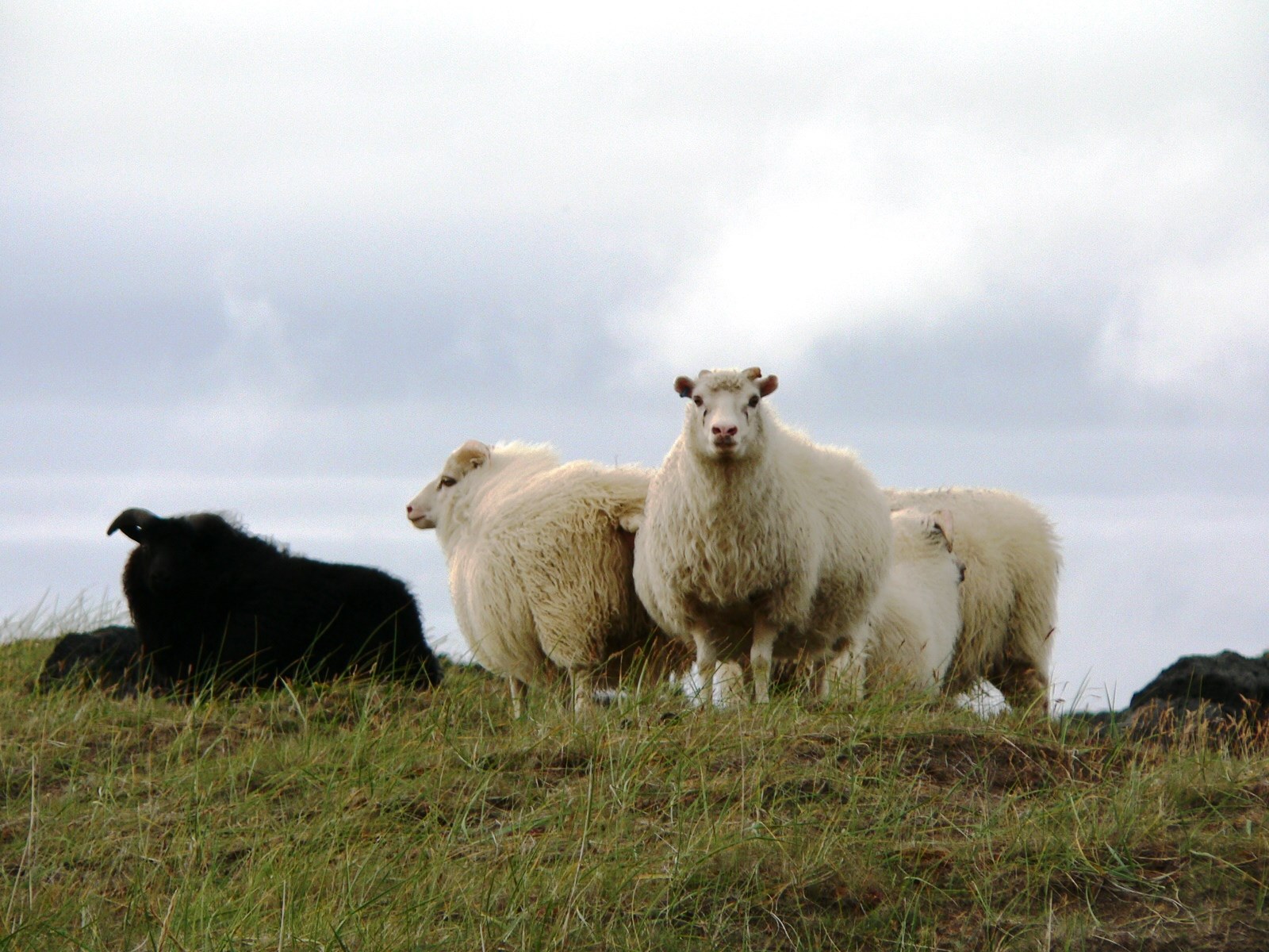 Réttir í Snæfellsbæ haustið 2022