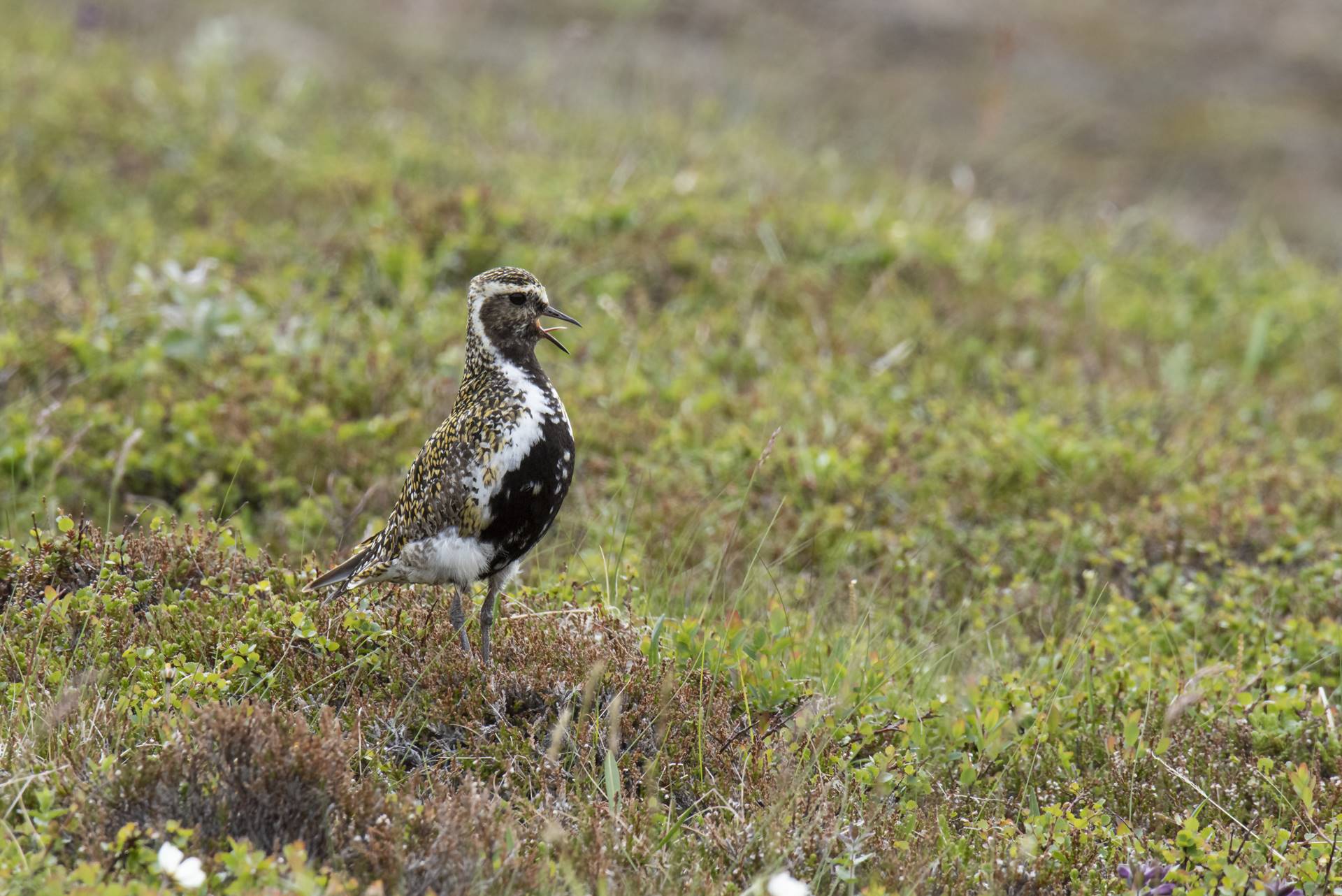 Lóa - nýsköpunarstyrkir fyrir landsbyggðina