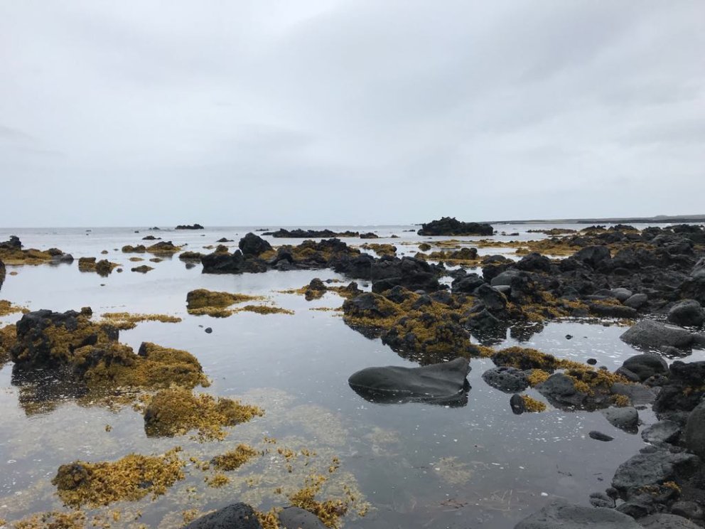 Fjöruferð á Malarrif á sunnudaginn