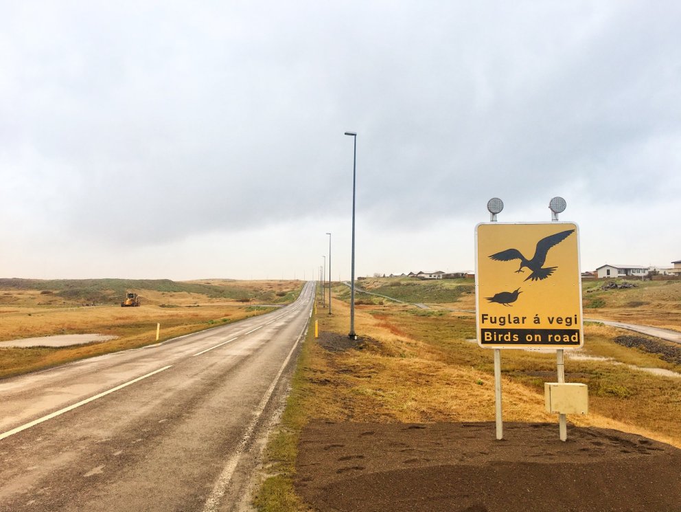 Tímabundin lækkun á hámarkshraða við Rif vegna kríuvarps