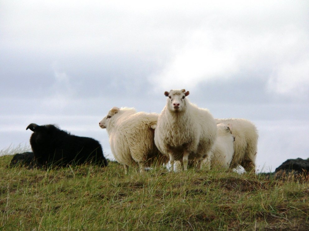 Réttir í Snæfellsbæ haustið 2022