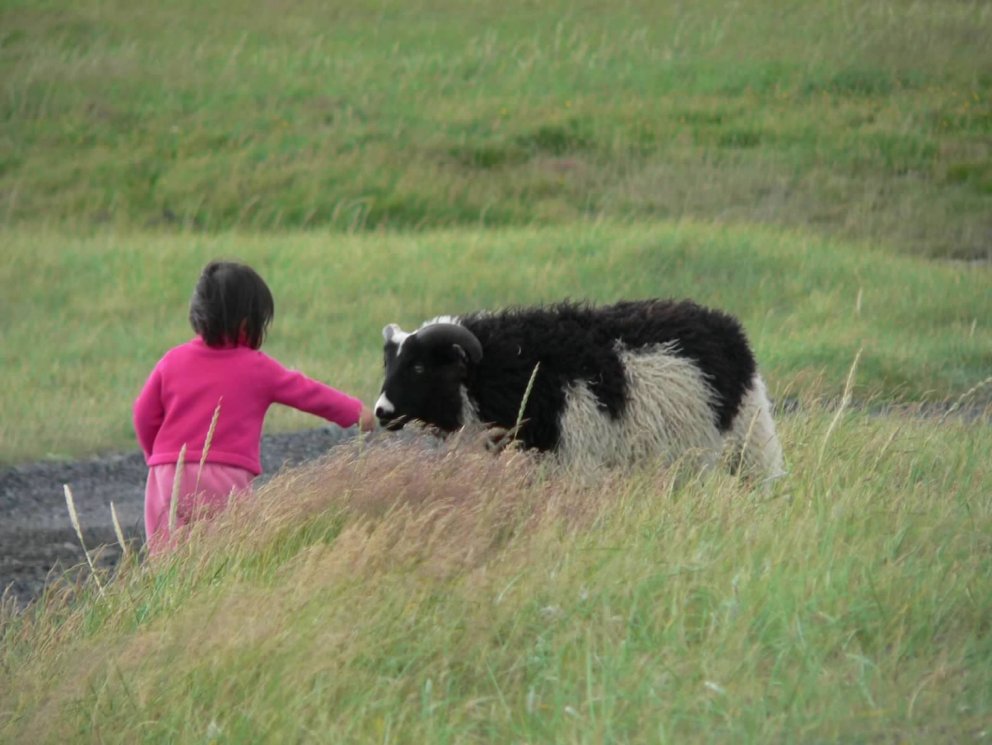 Fjallskil og réttir