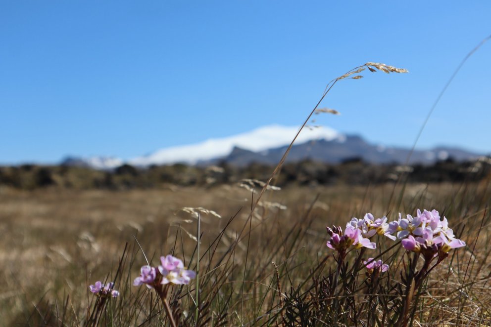 Laus staða við tímabundnar afleysingar í heimaþjónustu FSSF