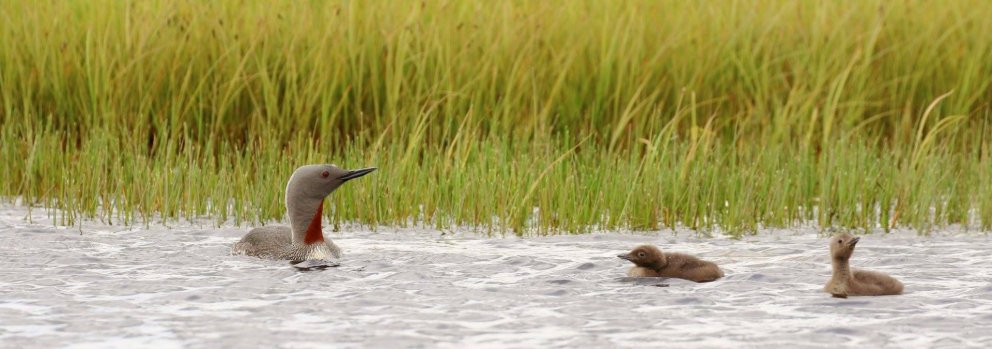 Upplýsinga- og samráðsfundur um endurheimt votlendis