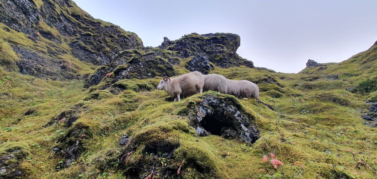 Réttir í Snæfellsbæ 16. og 23. september